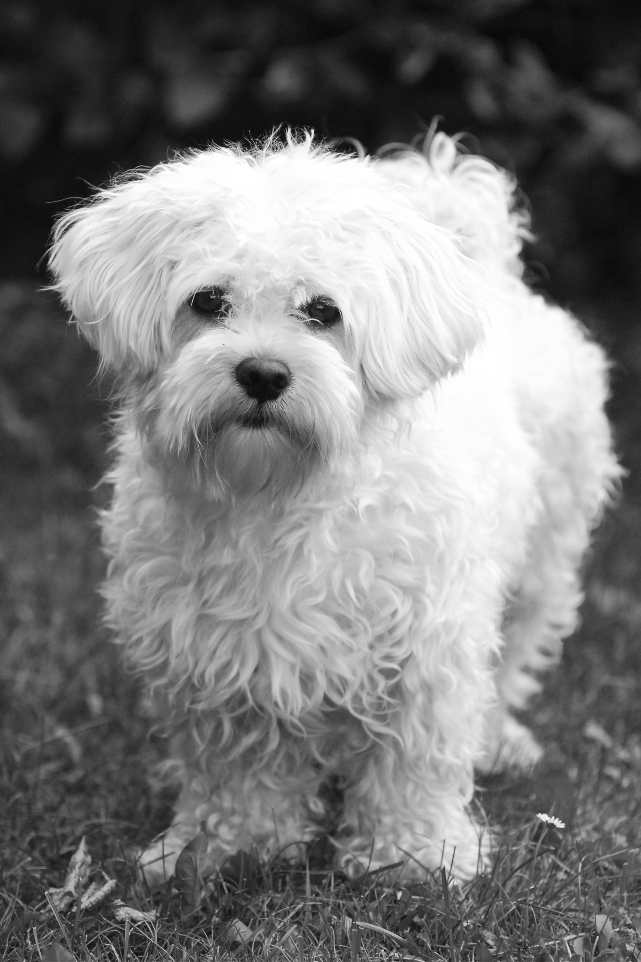 Alfred – den lille hvide hund i sort/hvid